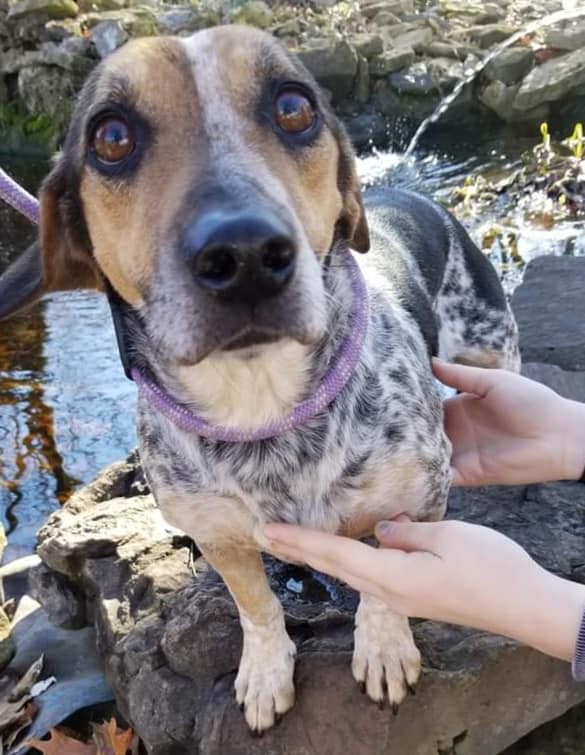 Adopt Woody a Tricolor (Tan/Brown & Black & White) Beagle / Mixed dog in Joplin