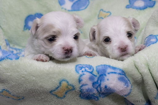 Maltese PUPPY FOR SALE ADN-120484 - AKC Maltese Puppies for Sale