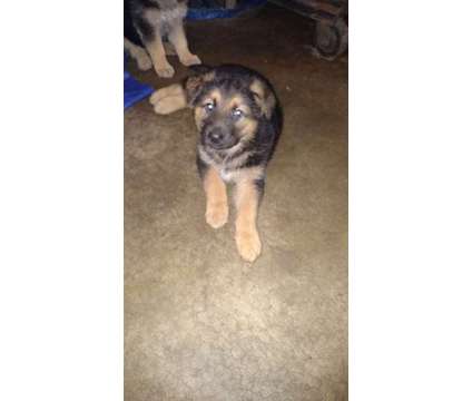 German Shepherd Pups