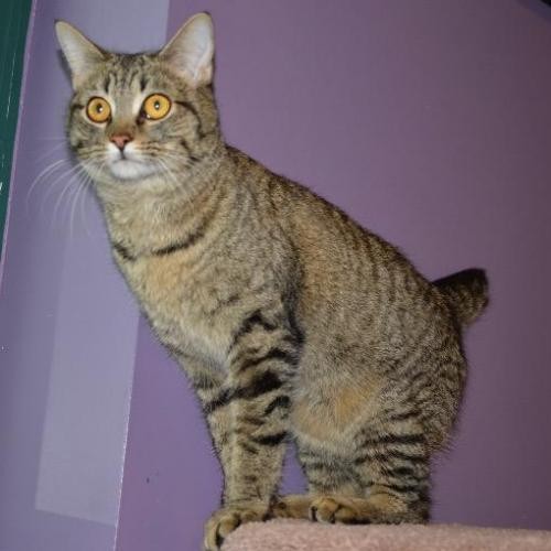 Adopt Cynthia a Domestic Shorthair / Mixed cat in Little Rock, AR (20524183)