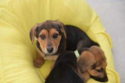 Adopt Flapjack a Black German Shepherd Dog / Basset Hound / Mixed dog in