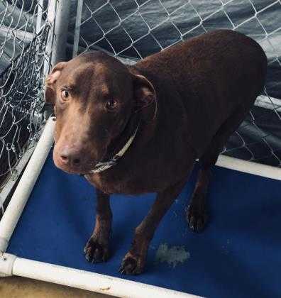 Adopt Mr.Brown($65) a Brown/Chocolate Labrador Retriever / Mixed dog in