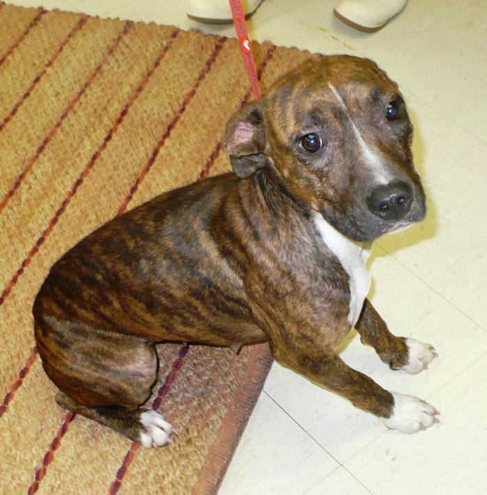 Adopt Kelly a Brindle - with White Boxer / Mixed dog in Eastpoint, FL (20505077)