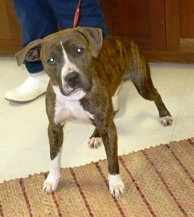 Adopt Charlie a Brindle - with White Boxer / Mixed dog in Eastpoint