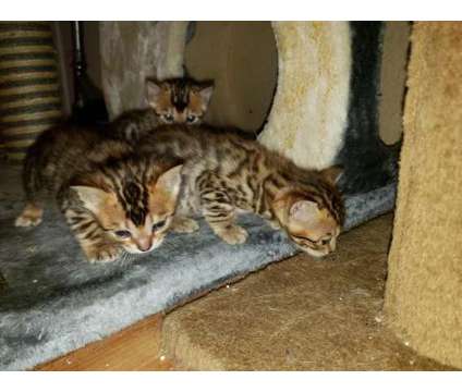 vbfxng Bengal kittens available