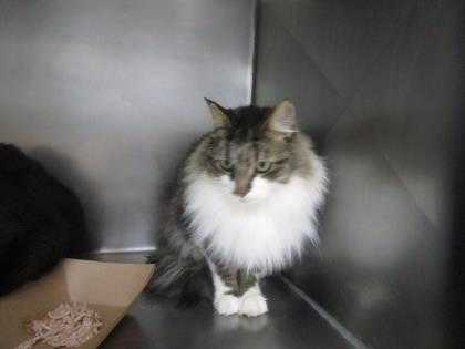 Adopt Oliver a White Domestic Longhair / Domestic Shorthair / Mixed cat in