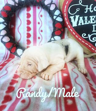 Great Dane PUPPY FOR SALE ADN-114343 - GREAT DANE PUPPIES FOR SALE