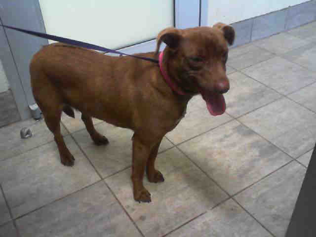 Adopt APHRODITE a Brown/Chocolate - with White Beagle / Labrador Retriever /