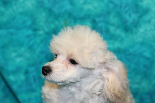 Poodle (Toy) PUPPY FOR SALE ADN-120518 - AKC POODLE PUPPY