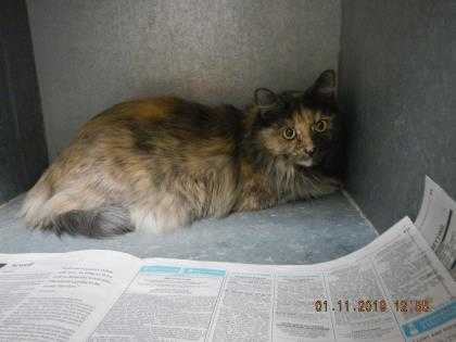 Adopt Smokey Patches a Gray or Blue Domestic Longhair / Domestic Shorthair /
