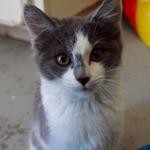 Adopt Hope a Gray or Blue (Mostly) Domestic Shorthair (short coat) cat in Canyon