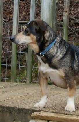 Adopt micheal a Black Mixed Breed (Medium) / Mixed dog in benton, TN (20524125)