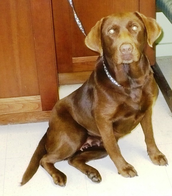 Adopt Cocoa a Brown/Chocolate Labrador Retriever / Mixed dog in Eastpoint