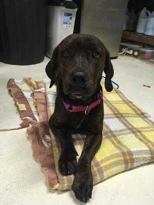 Adopt Tippy a Brown/Chocolate Mixed Breed (Medium) / Mixed dog in Kalamazoo