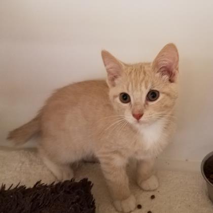 Adopt Spearmint a Tan or Fawn Manx / Domestic Shorthair / Mixed cat in Fort