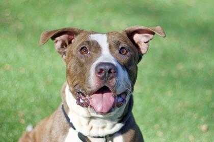 Adopt Tonya a Brown/Chocolate Mixed Breed (Large) / Mixed dog in West Chester
