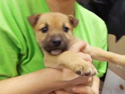 Adopt Pup 4 a Tan/Yellow/Fawn Retriever (Unknown Type) / Mixed dog in Fort
