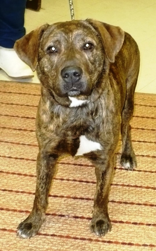 Adopt Buster a Brindle Plott Hound / Labrador Retriever / Mixed dog in