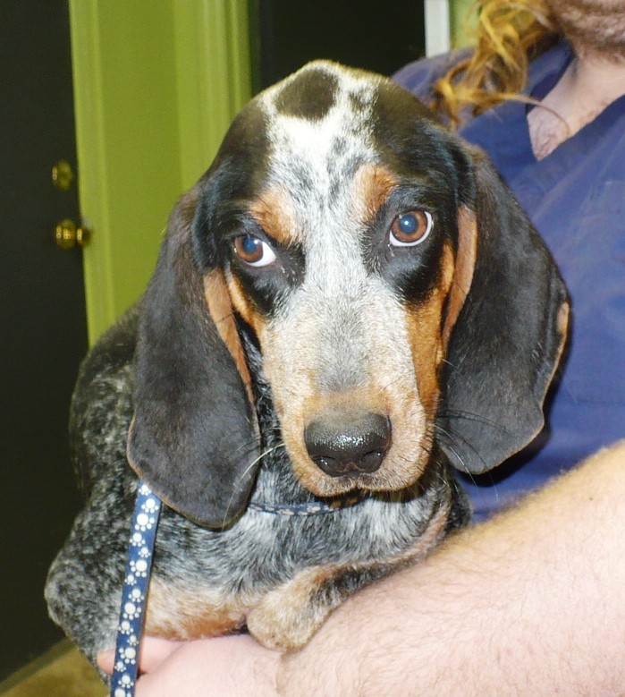 Adopt Henry a Gray/Silver/Salt & Pepper - with White Bluetick Coonhound / Mixed