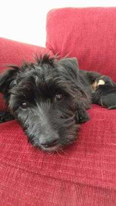 Adopt Sabrina a Black Scottie, Scottish Terrier / Mixed dog in Helena