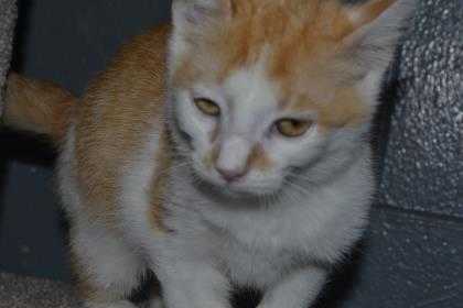 Adopt PIZA a Orange or Red Domestic Shorthair / Domestic Shorthair / Mixed cat