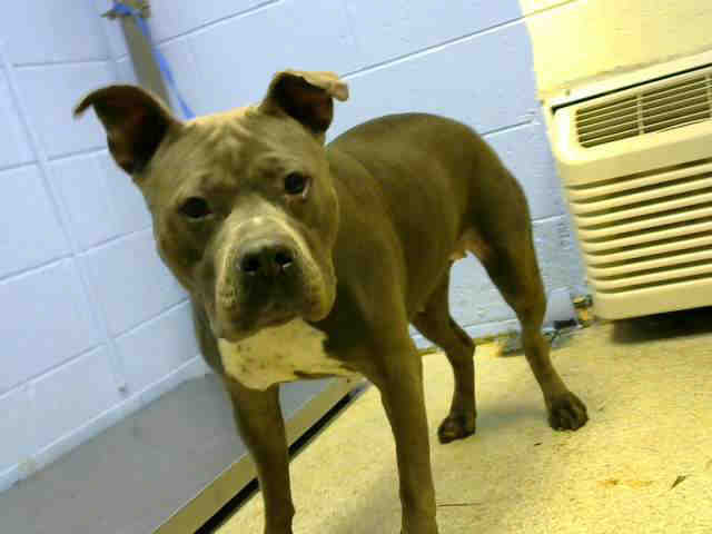 Adopt KIARMA a Gray/Silver/Salt & Pepper - with White American Pit Bull Terrier