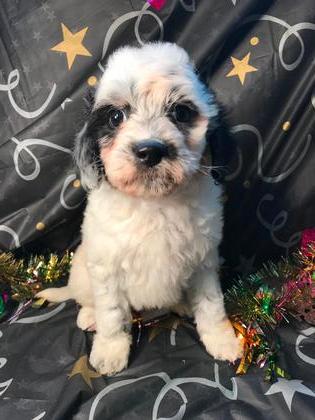 Dalmadoodle Mini Pups.Cutest Doodles ever800-950 Shots Guarantee 337 5151314