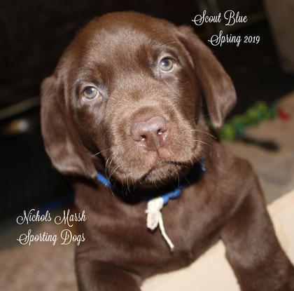 AKC Chocolate Labrador Puppies