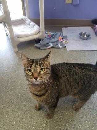 Adopt Mag Pie a Brown or Chocolate Domestic Shorthair / Domestic Shorthair /
