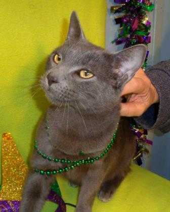 Adopt Grayboy a Gray or Blue Russian Blue / Domestic Shorthair / Mixed cat in