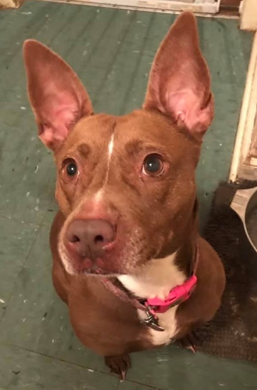 Adopt Mocha a Brown/Chocolate - with White Pit Bull Terrier / Mixed dog in