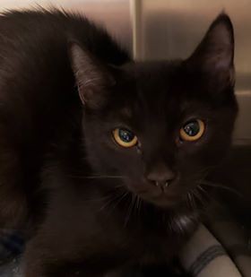 Adopt Ninja a All Black Domestic Shorthair (short coat) cat in Loudon