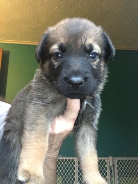 German Shepherd Dog PUPPY FOR SALE ADN-110534 - Female sheperd pup