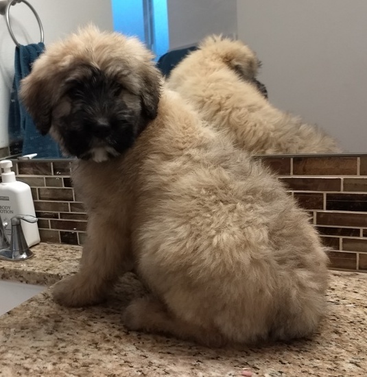 Bouvier Des Flandres PUPPY FOR SALE ADN-114355 - AKC Fawn girl