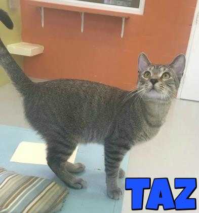 Adopt Taz a Gray or Blue Domestic Shorthair / Domestic Shorthair / Mixed cat in