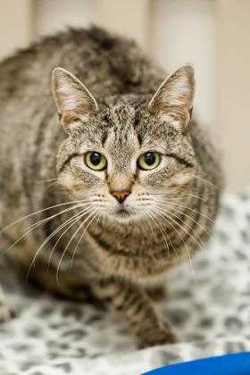 Adopt Mia a Gray or Blue Domestic Shorthair / Domestic Shorthair / Mixed cat in