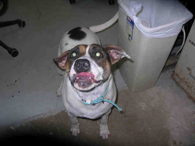 Adopt FROSTY a White American Pit Bull Terrier / Mixed dog in Fort Walton Beach