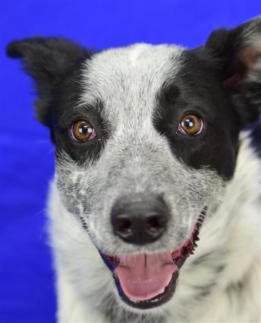 Adopt Pepe a Black Australian Cattle Dog dog in Pagosa Springs, CO (20715655)