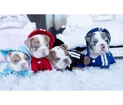 WIOP Mini English Bulldog Puppies