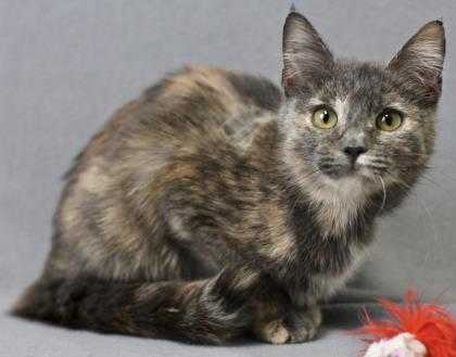 Adopt Leather a Gray or Blue Domestic Shorthair / Domestic Shorthair / Mixed cat