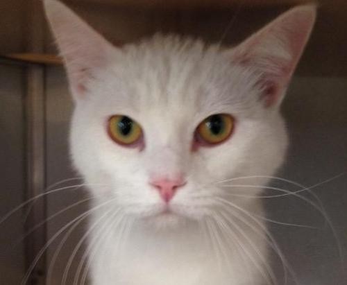 Adopt Jerry a White Domestic Shorthair / Mixed cat in Bauxite, AR (20524505)