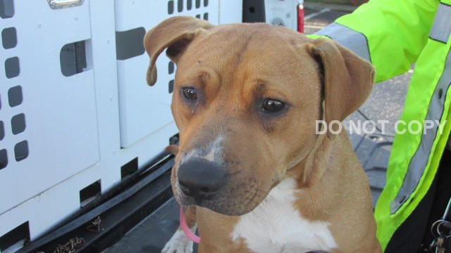 Adopt Trigger a Tan/Yellow/Fawn - with White Pit Bull Terrier / Mixed dog in