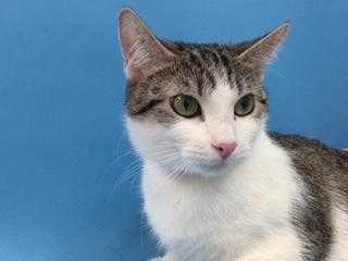 Adopt Precious a Gray or Blue Domestic Shorthair / Domestic Shorthair / Mixed