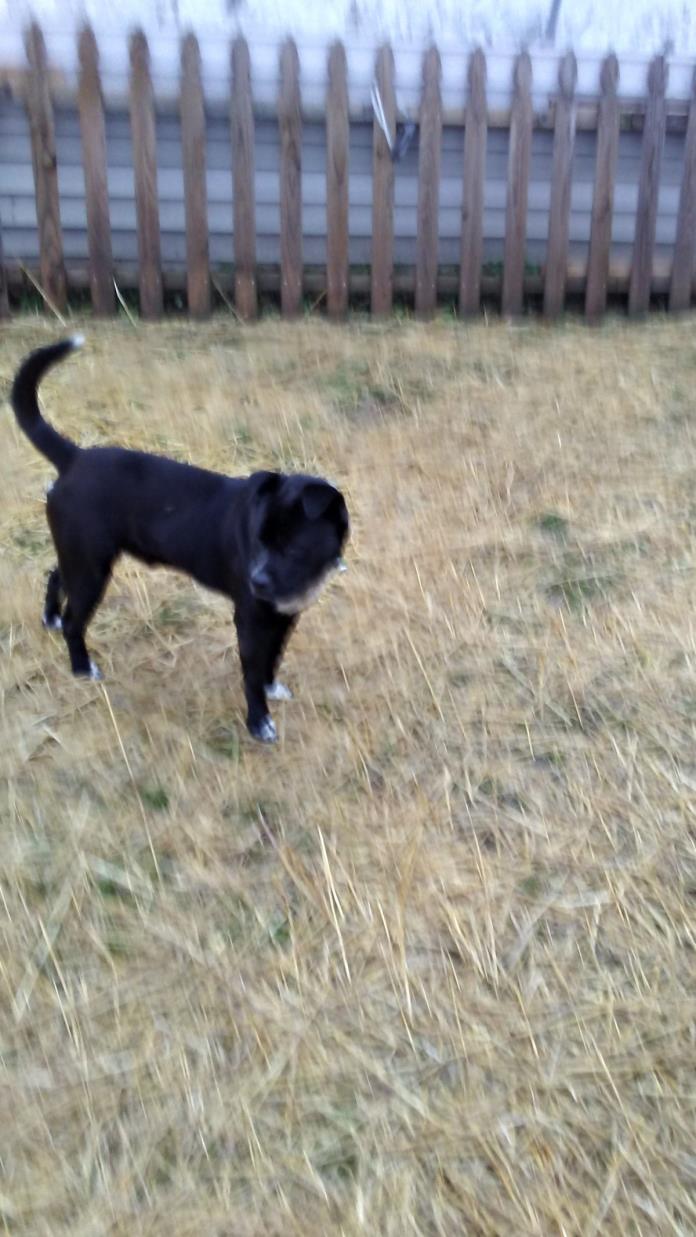 Adopt Nibbler or nibbies a Black - with White Chow Chow / American Pit Bull