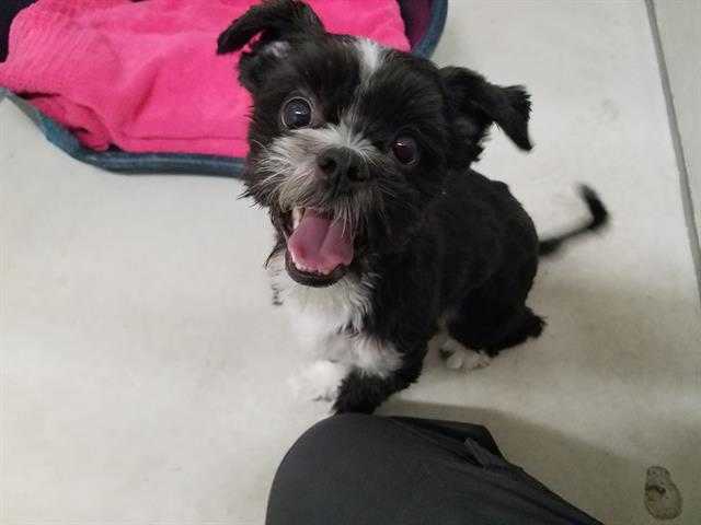 Adopt OSIRIS a Black - with White Shih Tzu / Mixed dog in Minneapolis