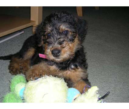 AKC Airedale Terrier Puppies