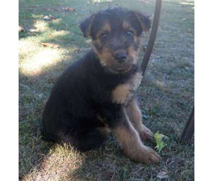 AKC Airedale Terrier Puppies