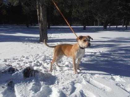 Adopt Izzy a Tan/Yellow/Fawn American Pit Bull Terrier / Mixed dog in Park