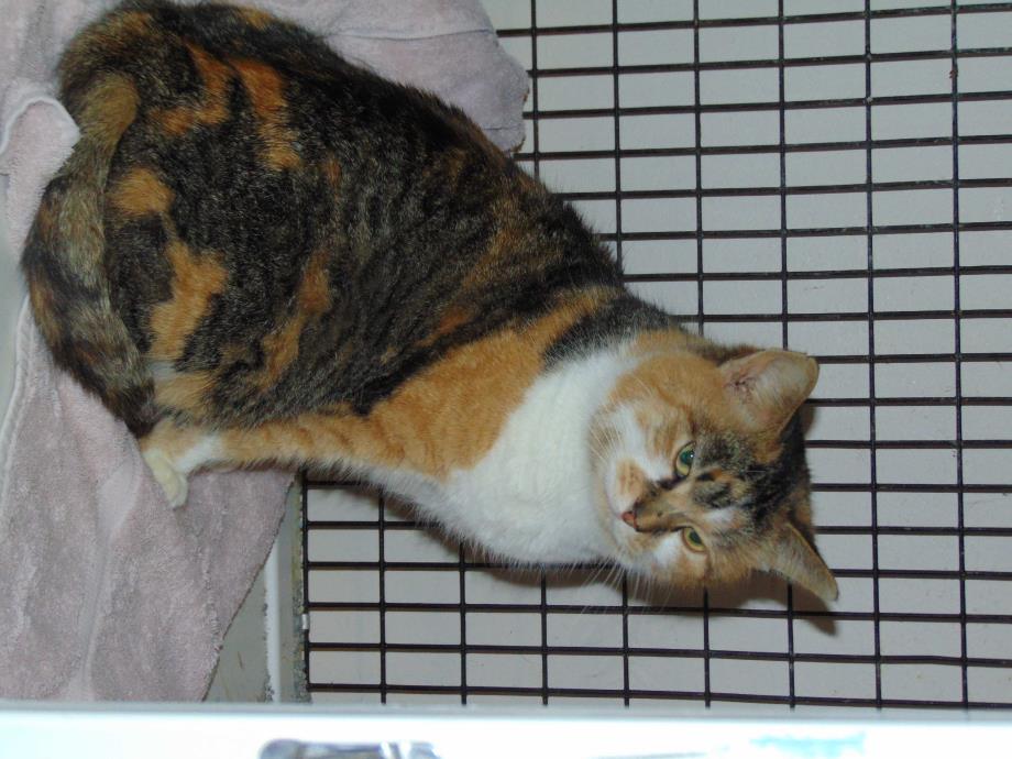 Adopt Ms.Kitty a Calico or Dilute Calico Calico (short coat) cat in Sparta