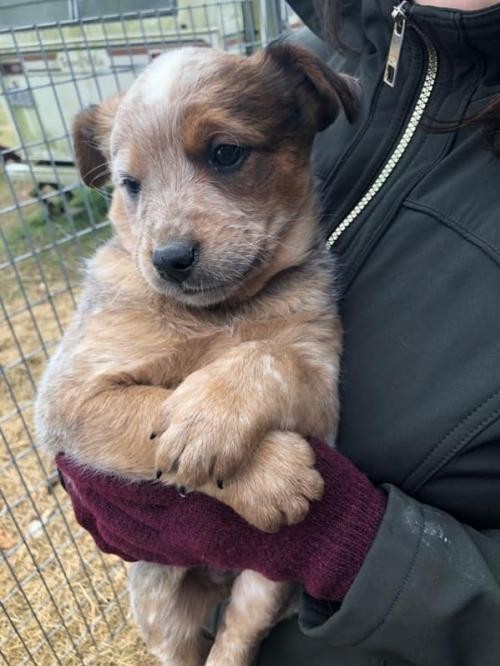 Adopt Cookie a Australian Cattle Dog / Mixed dog in barnegat, NJ (24665261)